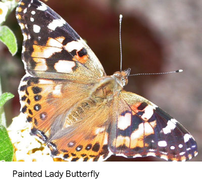 painted lady.jpg